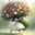 Fulvia