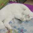 ครัวหมูเอ๋ย