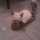 Cefy