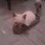 Cefy