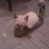 Cefy