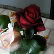 Maria Rosa Veltri