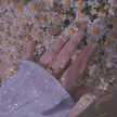 fahim elyasi