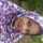 Susi Susanti Susi Susanti