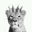 Souha Drc