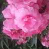 Alaa A.Hussain