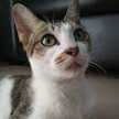 Pawon Hasna