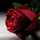 malak0rohy