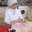 sedna.asal