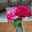 Shrooq 667