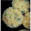 Rina Laurence (recipesbyrina)