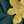 Rosingah _