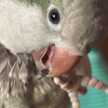 cammi