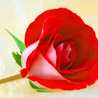 Chandni Shah
