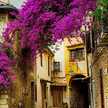 Aseel Elsayed