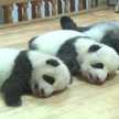 Los pandas chefs