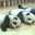 Los pandas chefs