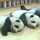 Los pandas chefs Los pandas chefs