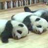 Los pandas chefs