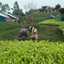 Siti.Ms
