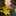 Anonymous Daisy Anonymous Daisy