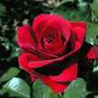 Benja. S