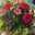 Rose DUONG