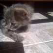 Flavia O