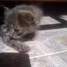 Flavia O