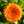 calendula calendula