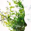 Rodica Florea Albricht