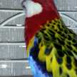 Asun 