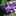 Violette Violette Violette Violette