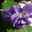 Violette Violette
