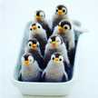 Penguinzard