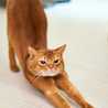 Chibit