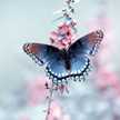 Butter_fly