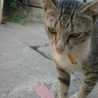 smokingCat smokingCat