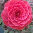 Rosamaria Trovato