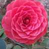Rosamaria Trovato