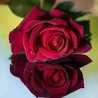 Noor El Iman
