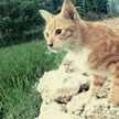 Septi Ard