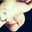 Ines