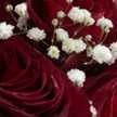 Safa Al_Alawi