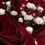 Safa Al_Alawi