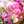 Sachisachi♪