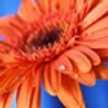 andria_4