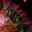 Suhail