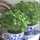 ريحَـانْ 🌱 ريحَـانْ 🌱