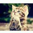 sitiiaisyahh